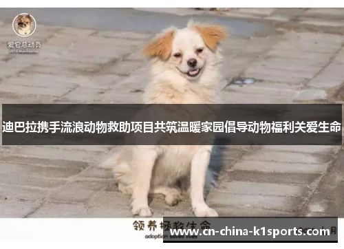 迪巴拉携手流浪动物救助项目共筑温暖家园倡导动物福利关爱生命